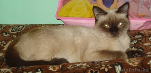 Подарю кошку хорошему человеку #156983