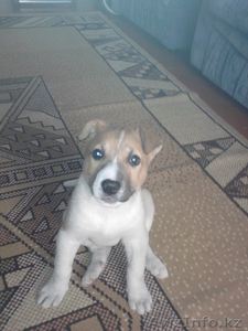 Продажа животных #179658