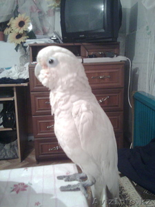 Продана #175632