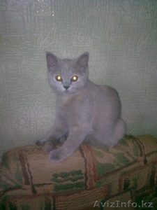 Британская лиловая кошечка #158756