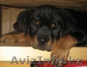Ротвейлер продам элитных щенков #172153
