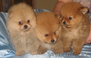 Элитные щенки померанского шпица #169058