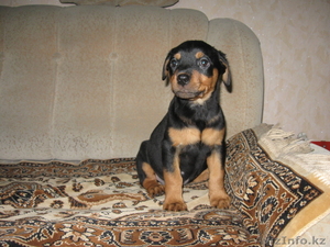 Продам щенят породы ротвейлер #182894