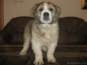 продаются элитные щенки алабая линии Малыша,  Куттобета и Мамая  #145387