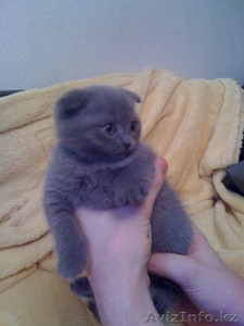 Продам британских котят 1, 5мес #164412