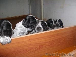 Русский Охотничьий Спаниель #181244