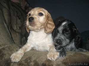 Русская охотничья спаниель #163231