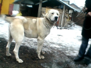 продам тобета кобеля #158491