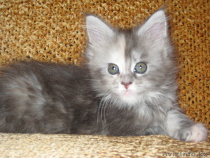 Котята мейн-кун! Беларусь  #168737