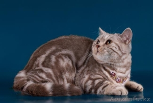 Продам британских котят #160621