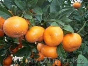 Мандарины из Испании #163709