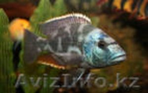 Продаю аквариумных  рыбок оптом и розницу #174825