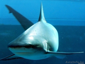 сувенирные фотоальбомы для всех #178040