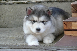 Казахстан. Алматы #164329