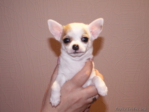  продаются щенки чихуахуа #176953