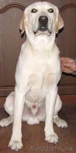 Продам лабрадора. #180243
