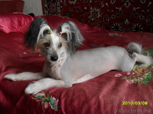 Продам щенков хохлатой /мини, голые/ #178450