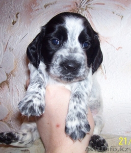 Продам щенков русского охотничьего спаниеля #177733