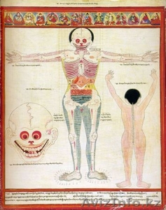 КОМПЬЮТЕРНАЯ ДИАГНОСТИКА ОРГАНИЗМА #162932