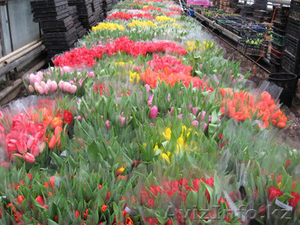 Тюльпаны дешево #166927