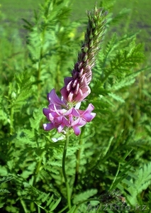 Семена Эспарцет. #199009