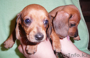 Продам щенков таксы. #209718