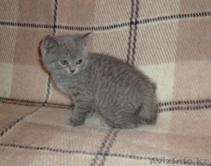 Британский-голубой #207900