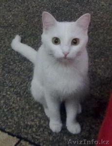 кошку в хорошие руки #206179