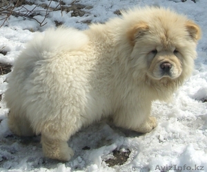 Чау-чау  элитные щенки #205860