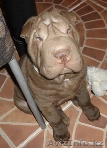 шоколадный шарпей #187076