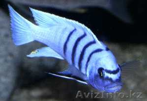 продам аквариумную рыбу #200631