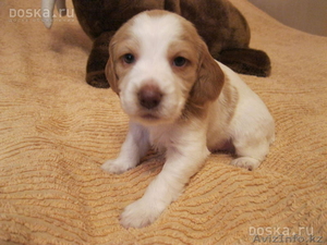 спаниель охотник #195731