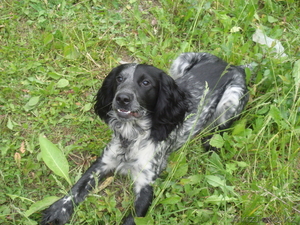 Ищу подругу,  русский спаниель #212440