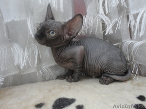 канадcкий сфинкс  и донской #181788