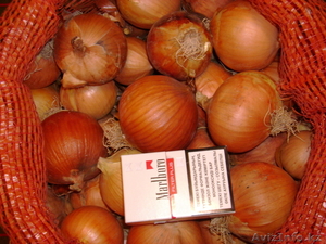 лук репчатый голландский т+7 701 711 38 27 #194053