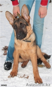 красавцы немчерята #190715