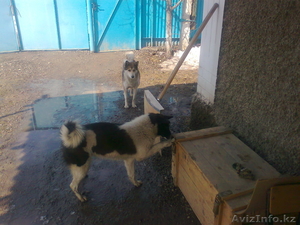 Продажа собаки. #191524