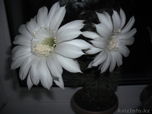 орифлейм казахстан #199690