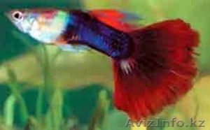 Аквариумные рыбки гуппи в Астане #194841