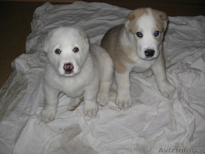 Щенок Среднеазитской авчарки #198225