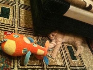 Гостиница для кошек #191557