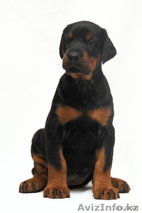 Щенки добермана с отличной родословной #200029