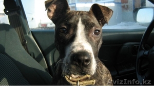 пропала собака порода питбультерьер #185772