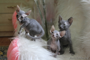 Продам Котят Днского Сфинкса. #189025