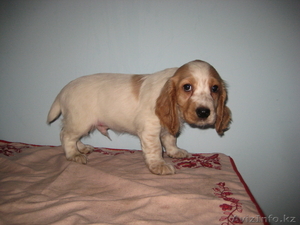 русский охотничий спаниель vip #200603