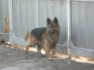 Очень преданный пес #212536