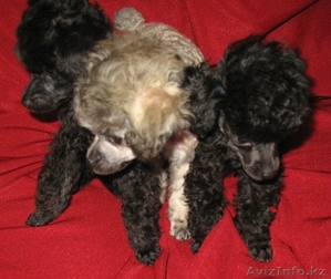 продаются щенки той-пуделя. #174048