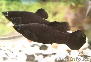 Продам рыбок молинезии #209440