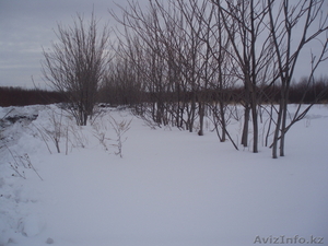 орех маньчжурский #200383