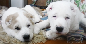 щенки волкодава(алабая) #204911
